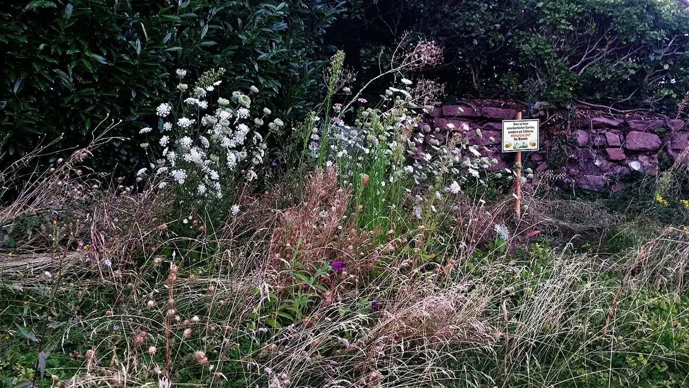 Front path, Modern — before